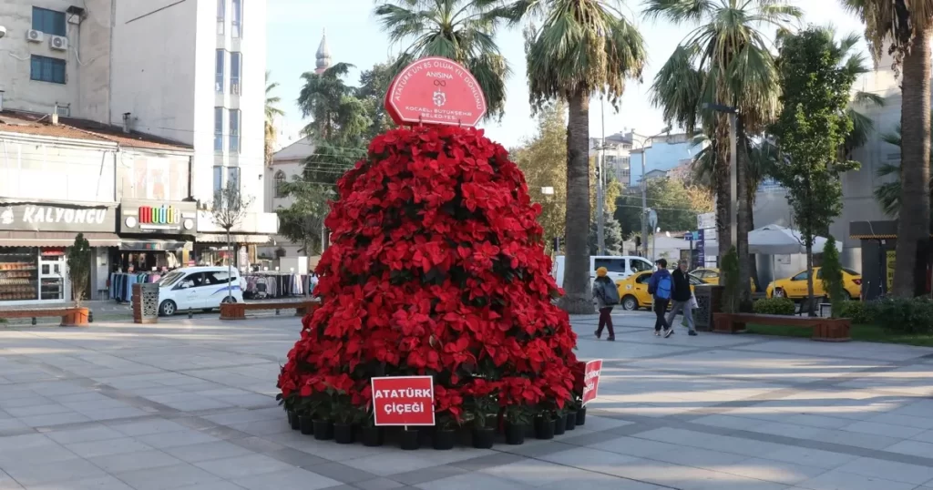 Kocaeli ‘Atatürk Çiçeği’ ile süsleniyor… Atatürk 1086 Atatürk çiçeği ile anılacak